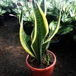 گلکده مهر و وفا