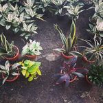 گلکده مهر و وفا