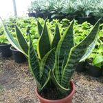 گلکده مهر و وفا