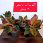 گلکده مهر و وفا