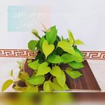 گلکده مهر و وفا