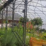 بازار گل و گیاه شهید لشگری