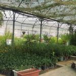 بازار گل و گیاه شهید لشگری