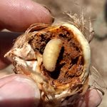 سبز گستران مزرعه امید