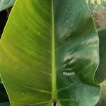 گل و گیاه drgolviki