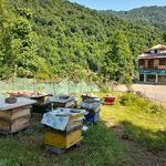 رستوران پویا