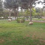 فضای سبز