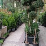 دکتر گُل.گلفروشی رها