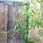 اقامتگاه بومگردی سام آرام