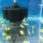 آکواریوم پرشین فیش