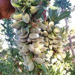 نهالستان آرش محمدپور