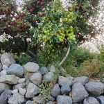 میوه تره بار روز