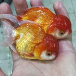 آکواریم نایجر