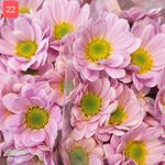 نشاء خانه انواع گل شاخه بریده