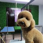 آرایشگاه حیوانات خانگی ادریس پت گرومینگ