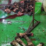 کشتارگاه تمیز کردن کله پاچه گا