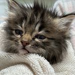 کلینیک دامپزشکی و پت شاپ آسو