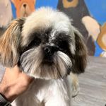 خدمات آرایشگری حیوانات خانگی عرب حلوایی