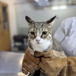 درمانگاه دامپزشکی های پت