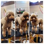 آرایشگاه حیوانات خانگی  فرامرز