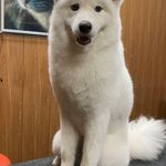 آرایشگاه تخصصی حیوانات امیر مهرابی