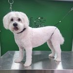 هتل پانسیون خانه دوم(پانسیون حیوانات)