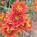 نشاء خانه انواع گل شاخه بریده