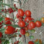 گلخانه سبزی و صیفی‌جات محسن دهقانی