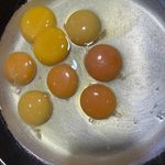 تولید و پخش تخم مرغ کیا الوان