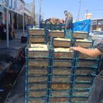 میوه ۱۱۰یاسوج