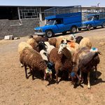 مجموعه عرضه دام و مرغ خروس دشتی