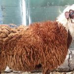 گوسفند زنده دام انلاین.برادران رجبی