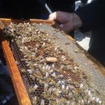 زنبورستان هانی نو