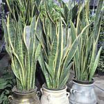 گل و گیاه ایلیا