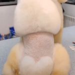 آرایشگاه حیوانات خانگی ادریس پت گرومینگ