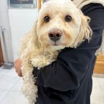 درمانگاه دامپزشکی های پت