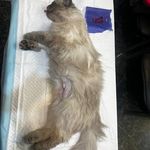 کلینیک دامپزشکی پاندورا