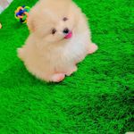 فروشگاه سگهای آپارتمانی و سگ جیبی