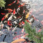 فروشگاه گیل کوی