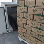 پخش عمده کره شکیل