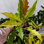 گلکده ترنج گل و گیاه آپارتمانی