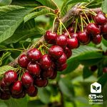 نهالستان پناهی