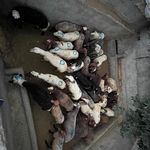 مجموعه عرضه دام و مرغ خروس دشتی