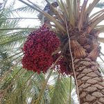خرما فروشی