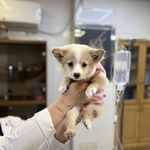 درمانگاه دامپزشکی های پت