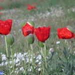 منطقه حفاظت گردیده دیزمار