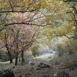 منطقه حفاظت گردیده دیزمار