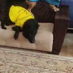 joody.pet پت شاپ