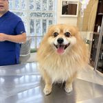 درمانگاه دامپزشکی های پت