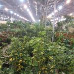 گل وگیاه پردیسان